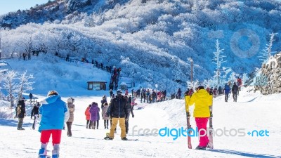 Tourists Taking Photos Of The Beautiful Scenery And Skiing Around Deogyusan,south Korea Stock Photo