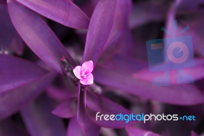 Tradescantia Violet Leaf Plant And Lilac Flower Color Of The Year Stock Photo