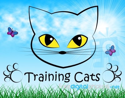 Training Cats Represents Pet Kitty And Trainer Stock Image