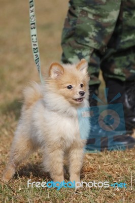 Training Dogs Of War Stock Photo