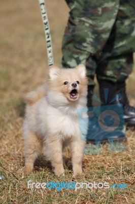 Training Dogs Of War Stock Photo