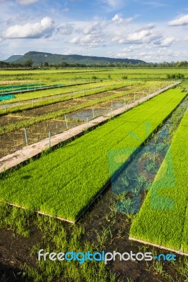 Transgenic Rice Stock Photo