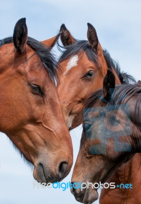 Tre Horses Stock Photo