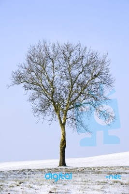 Tree Stock Photo