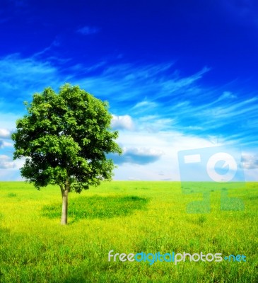 Tree Stock Photo