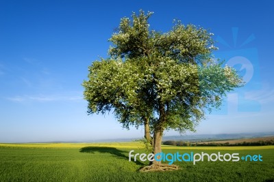 Tree Stock Photo