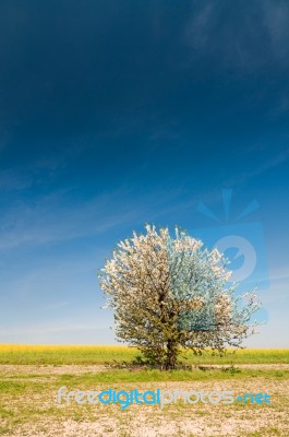 Tree Stock Photo