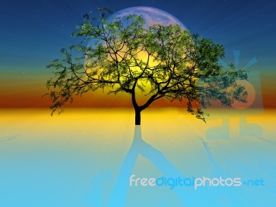 Tree Stock Image