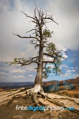 Tree Stock Photo