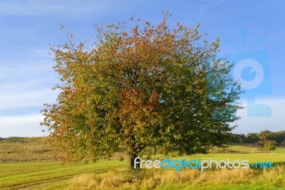 Tree Stock Photo