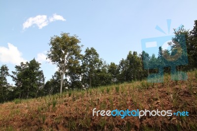 Tree And Blue Sky Stock Photo