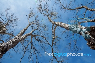 Tree And Blue Sky Blackground Stock Photo