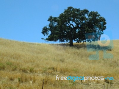 Tree And Field Stock Photo