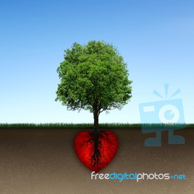 Tree And Root Of Red Heart Stock Photo