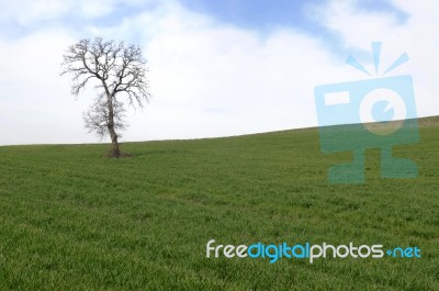 Tree And Sky Stock Photo