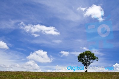 Tree And Sky Stock Photo