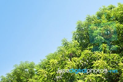 Tree And Sky Stock Photo