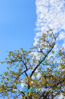 Tree And Sky In Countryside Stock Photo