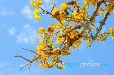 Tree And Sky In Countryside Stock Image