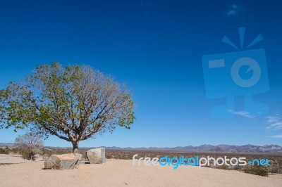 Tree And Stone On The Rest Area Stock Photo