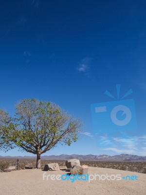 Tree And Stone On The Rest Area Stock Photo