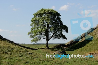 Tree At Sycamore Gap In Late Spring Stock Photo