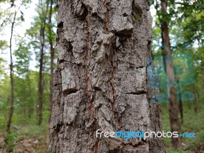 Tree Bark Stock Photo