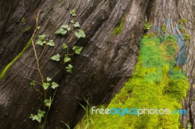 Tree Bark, A Vine And Moss Stock Photo