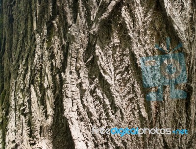 Tree Bark As A Background Stock Photo