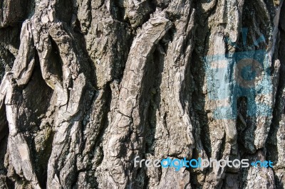 Tree Bark Close-up Stock Photo