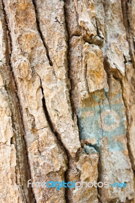 Tree Bark Texture Stock Photo