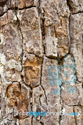 Tree Bark Texture Stock Photo