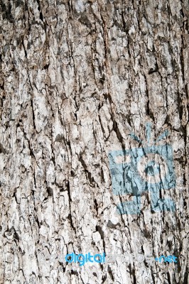 Tree Bark Texture Stock Photo