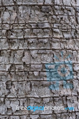 Tree Bark Texture Stock Photo