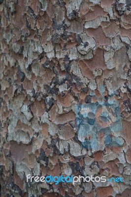 Tree Bark Texture Stock Photo