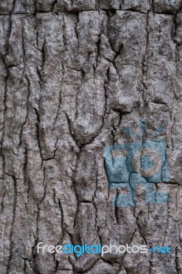 Tree Bark Texture Stock Photo