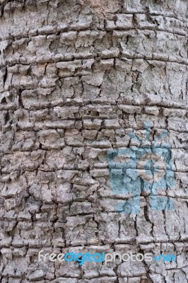 Tree Bark Texture Stock Photo