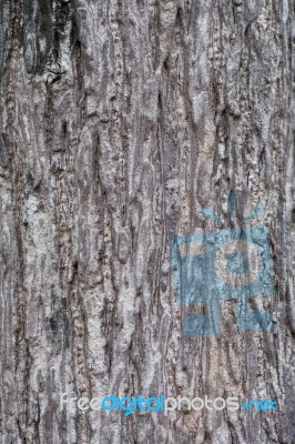 Tree Bark Texture Stock Photo