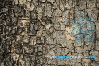 Tree Bark Texture As Background Stock Photo