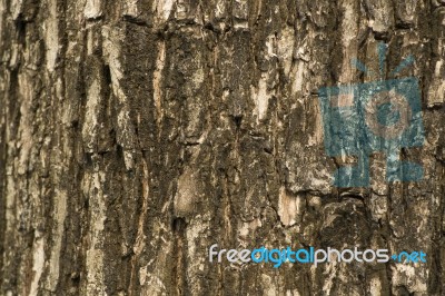 Tree Bark Texture As Background Stock Photo