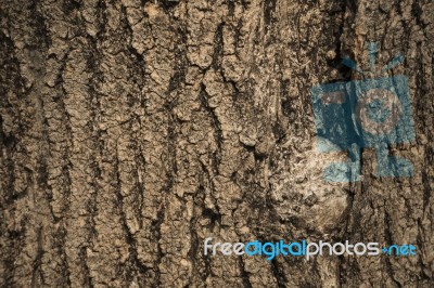 Tree Bark Texture As Background Stock Photo