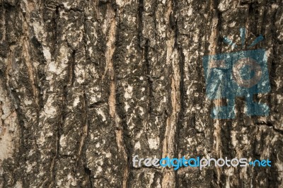 Tree Bark Texture As Background Stock Photo