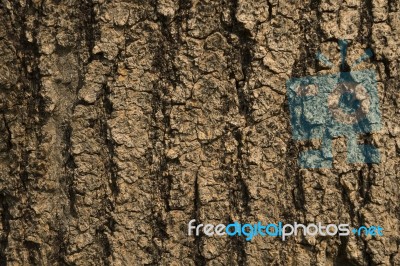 Tree Bark Texture As Background Stock Photo