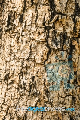 Tree Bark Texture For Background Stock Photo