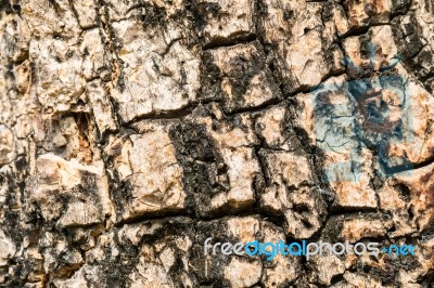 Tree Bark Texture For Background Stock Photo