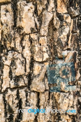 Tree Bark Texture For Background Stock Photo