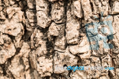 Tree Bark Texture For Background Stock Photo