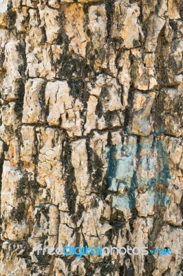 Tree Bark Texture For Background Stock Photo