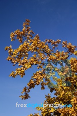 Tree Branch in nature Stock Photo