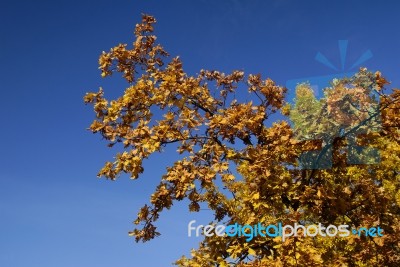 Tree Branch in nature Stock Photo